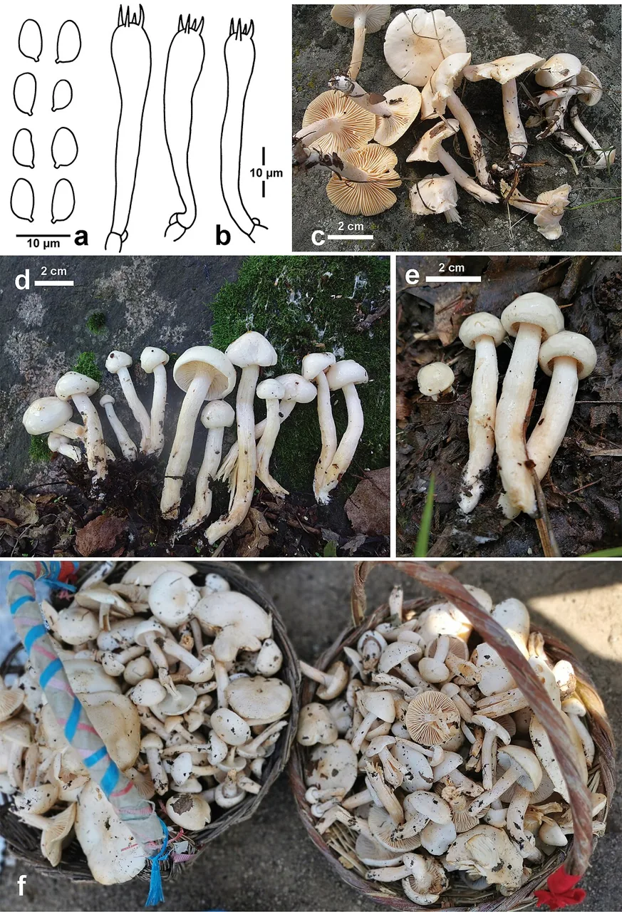 Hygrophorus hedrychii (Hygrophorus hedrychii) — photo mycologique