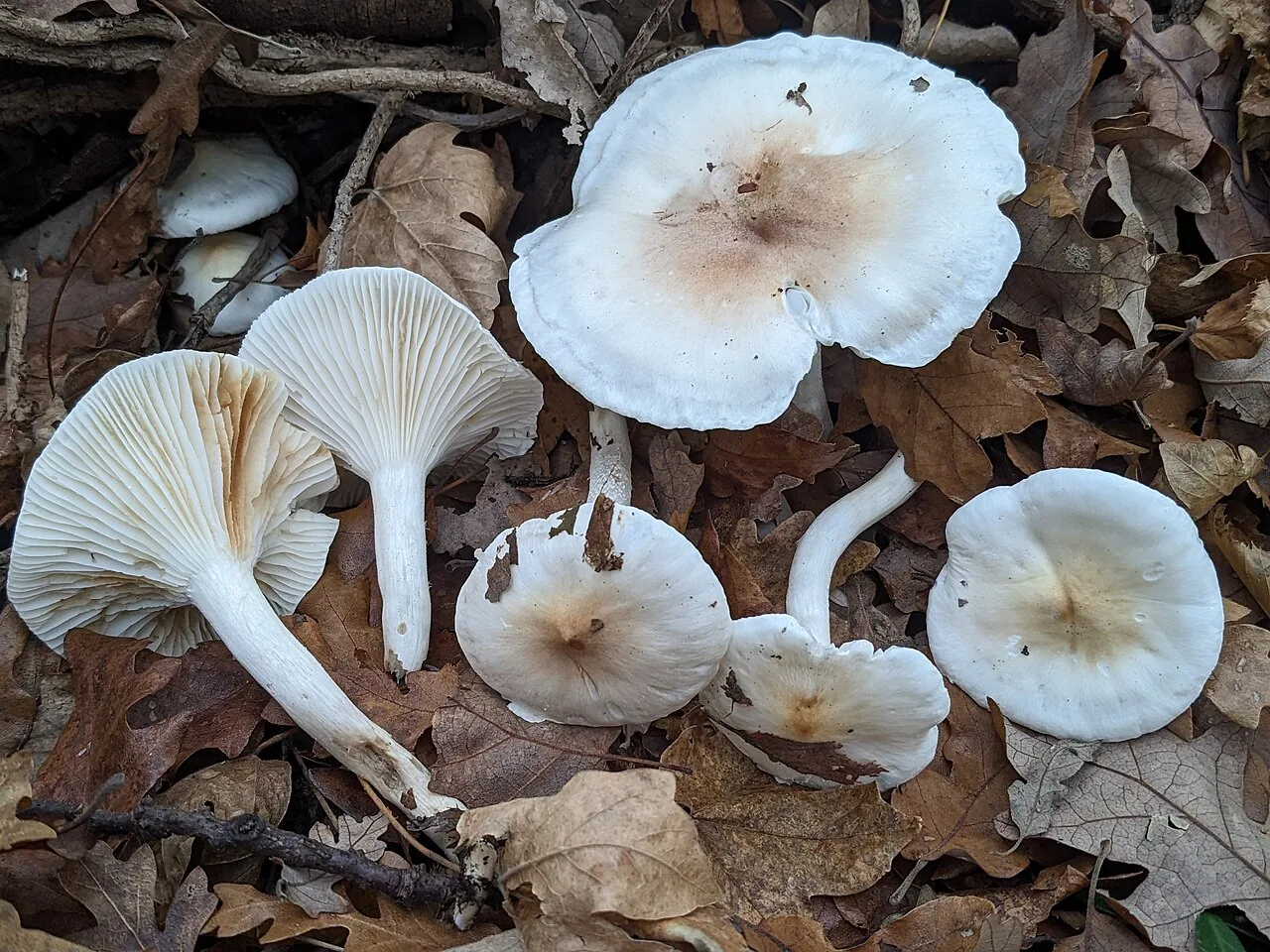 Hygrophorus leucophaeo-ilicis (Hygrophorus leucophaeo-ilicis) — photo mycologique