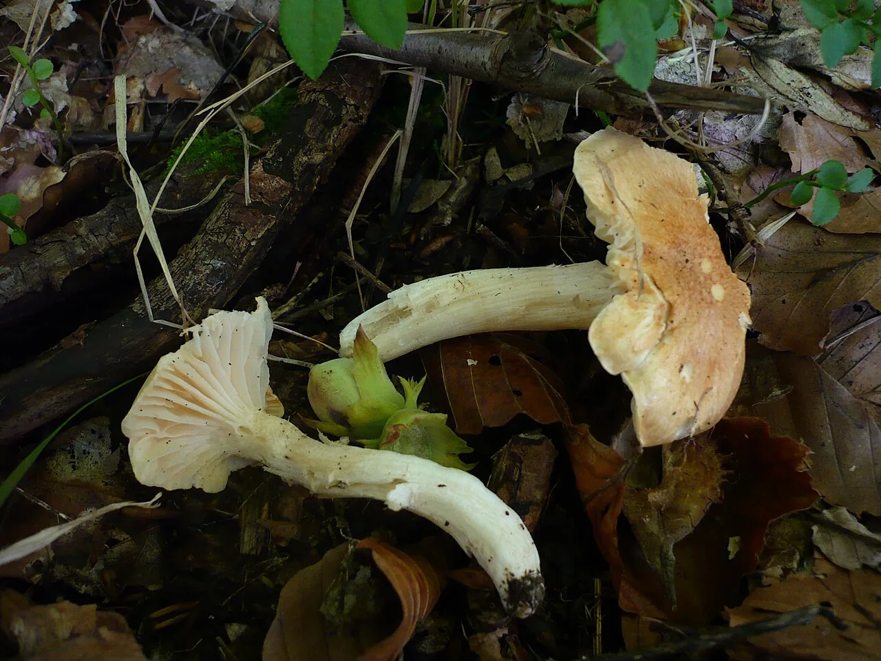 Hygrophorus lindtneri (Hygrophorus lindtneri) — photo mycologique