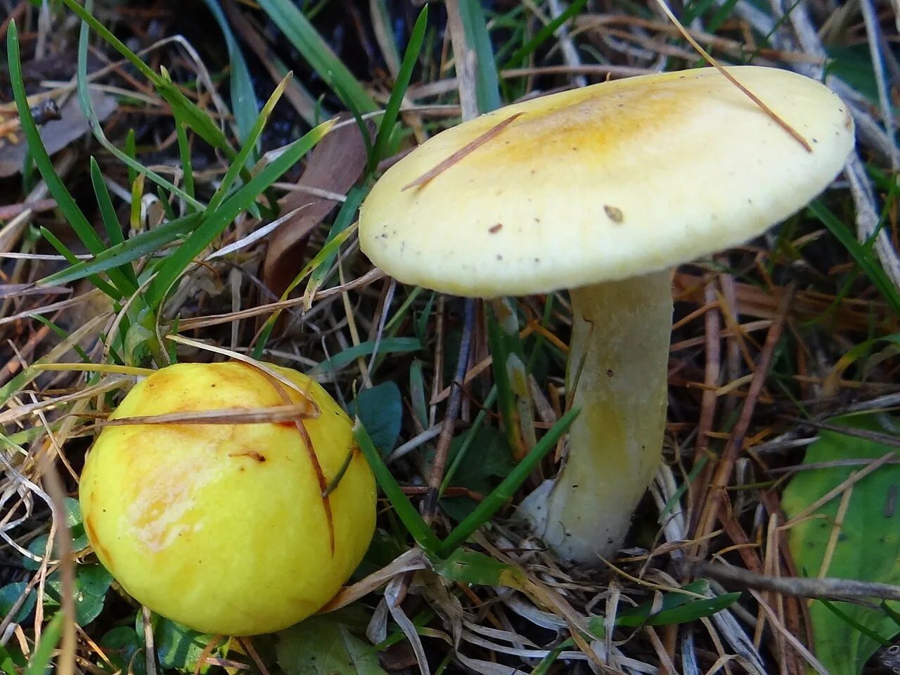 Hygrophorus lucorum (Hygrophorus lucorum) — photo mycologique