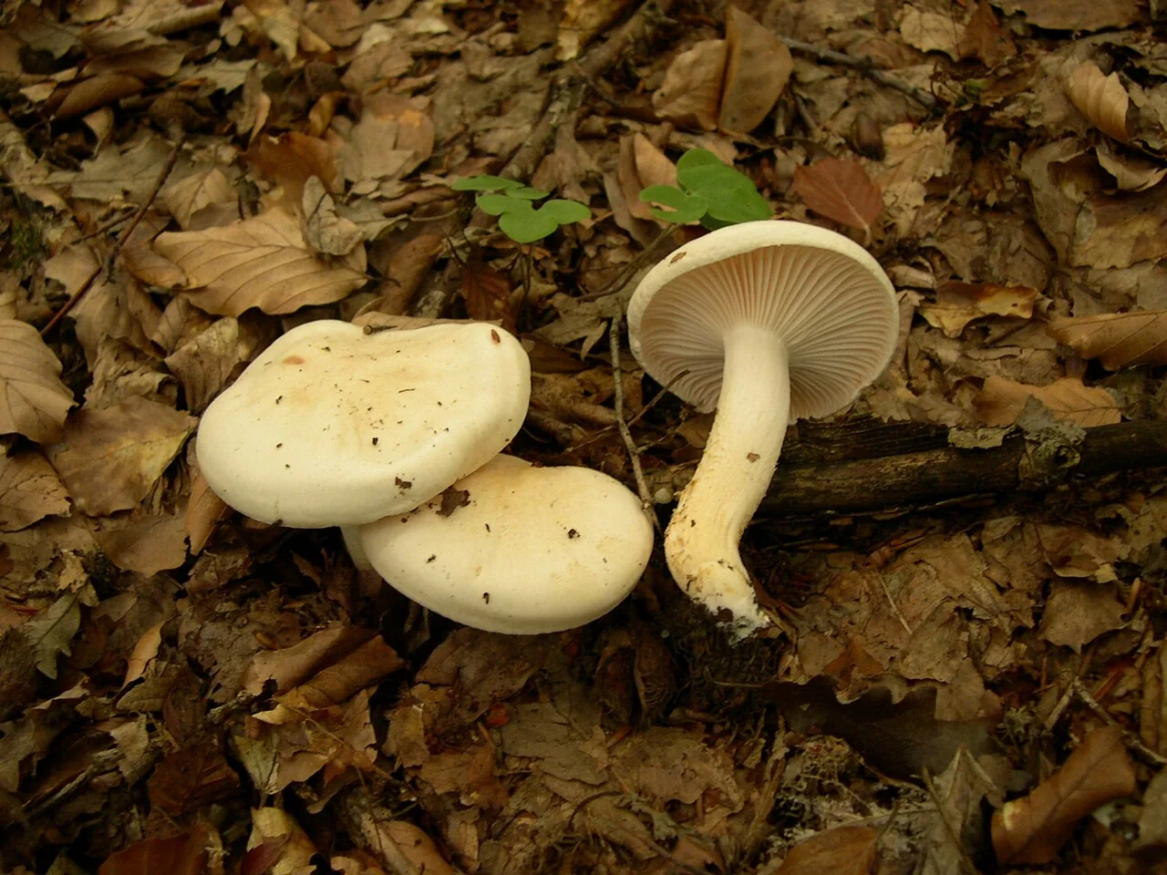 Hygrophorus penarius (Hygrophorus penarius) — photo mycologique