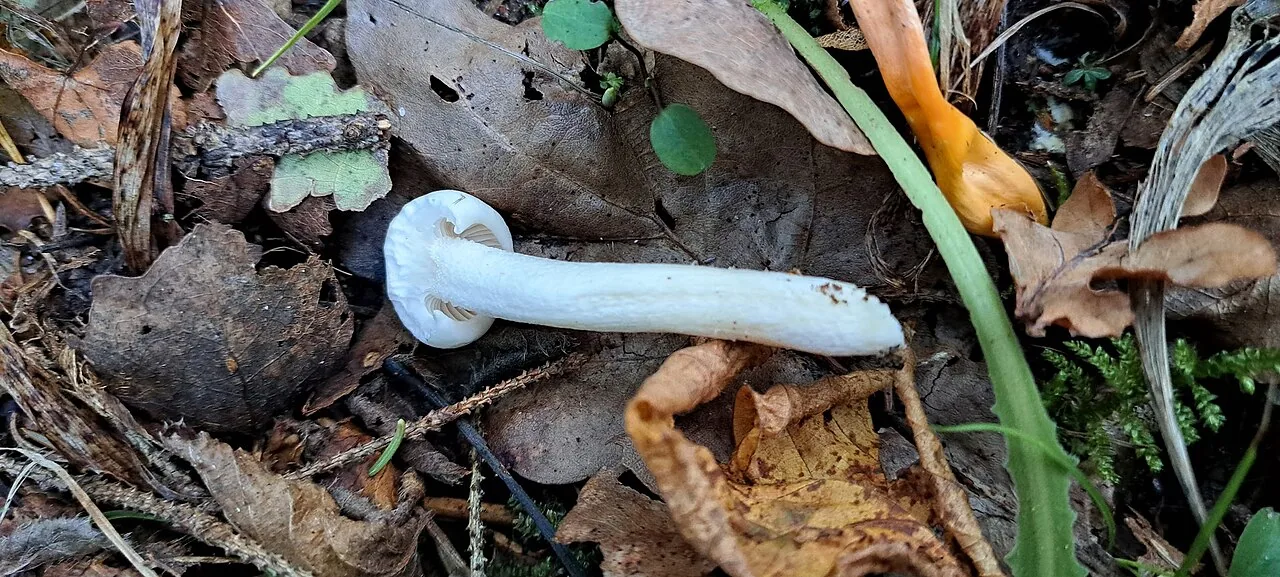 Hygrophorus piceae (Hygrophorus piceae) — photo mycologique