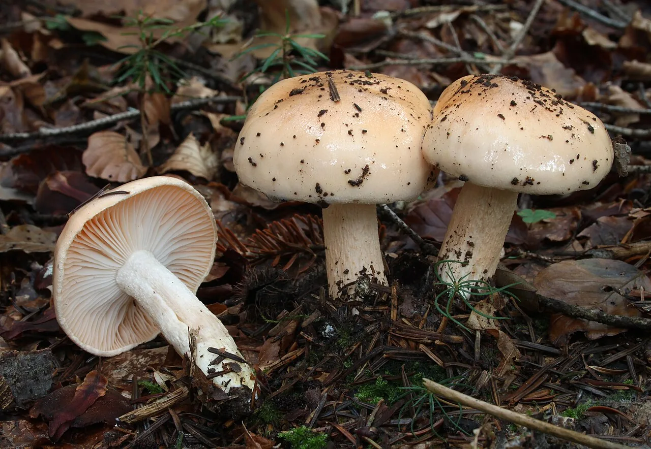 Hygrophorus pudorinus (Hygrophorus pudorinus) — photo mycologique