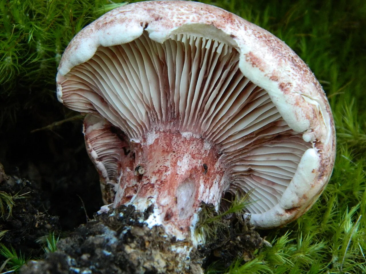 Hygrophorus russula (Hygrophorus russula) — photo mycologique