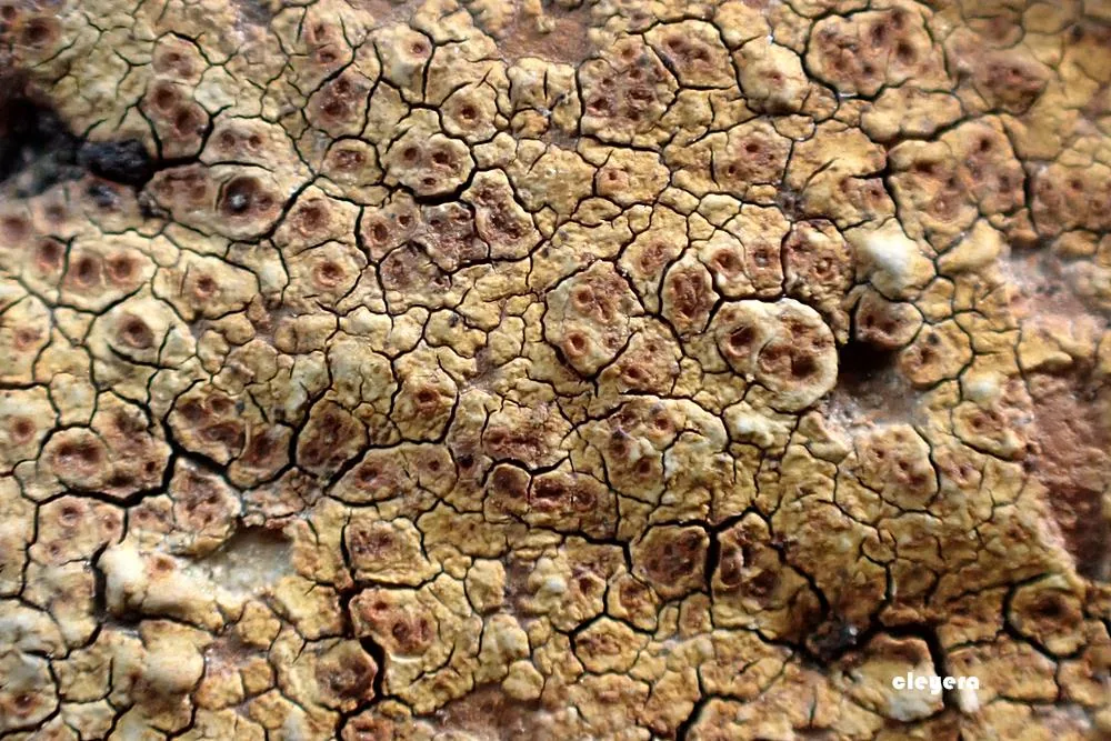 Hymenelia carnosula (Hymenelia carnosula) — photo mycologique