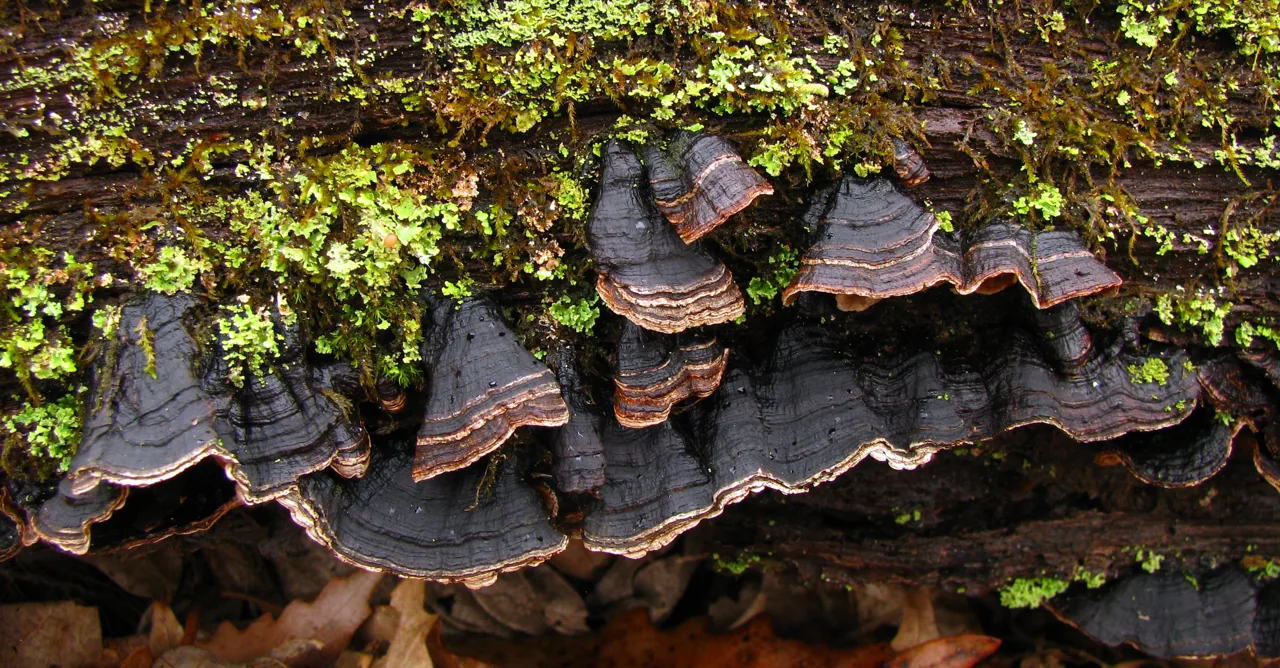 Hymenochaete adusta (Hymenochaete adusta) — photo mycologique