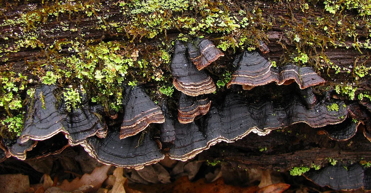 Hymenochaete denticulata (Hymenochaete denticulata) — photo mycologique