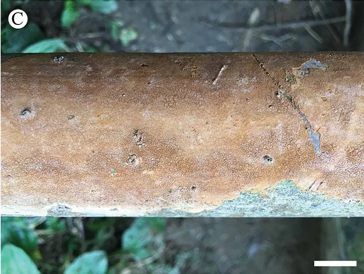 Hymenochaete rhabarbarina (Hymenochaete rhabarbarina) — photo mycologique