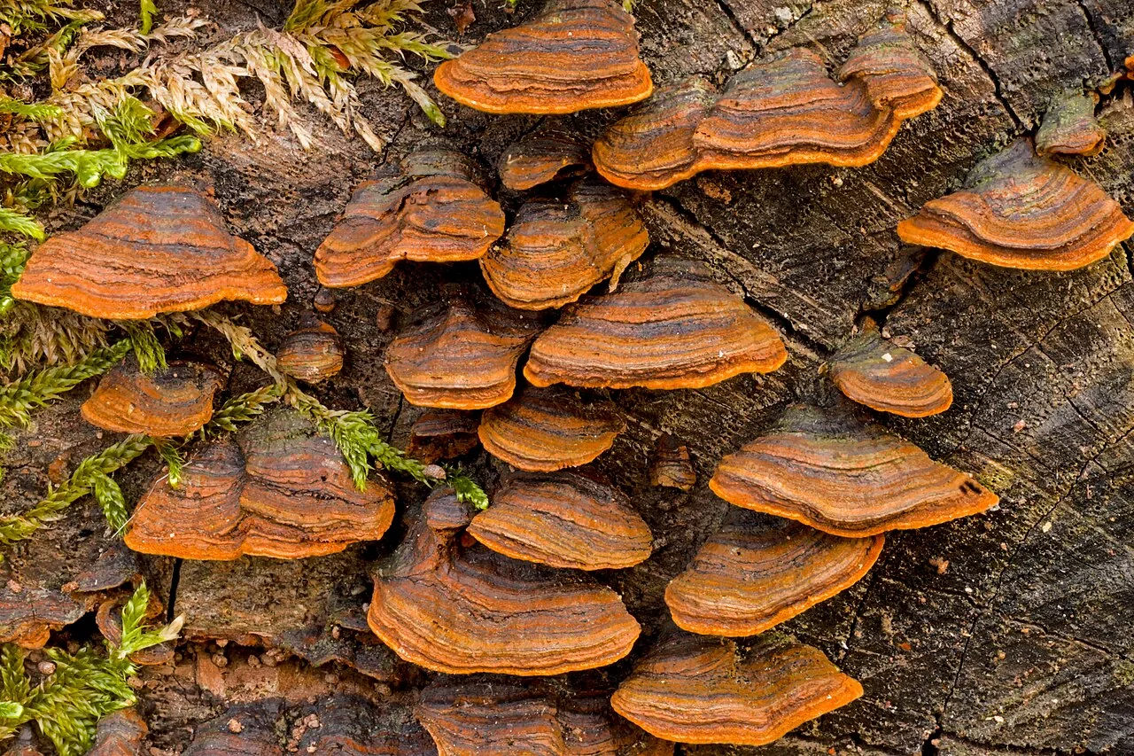 Hymenochaete rubiginosa (Hymenochaete rubiginosa) — photo mycologique