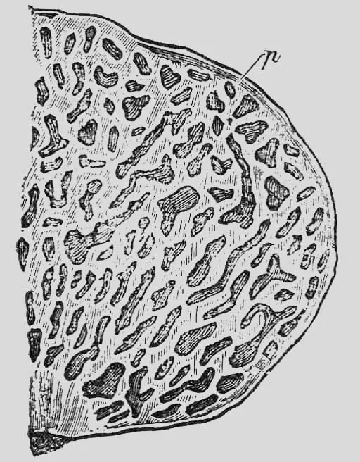 Hymenogaster mutabilis (Hymenogaster mutabilis) — photo mycologique