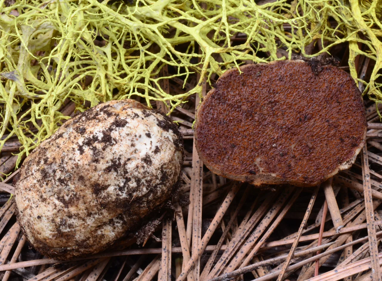 Hymenogaster zeylanicus (Hymenogaster zeylanicus) — photo mycologique