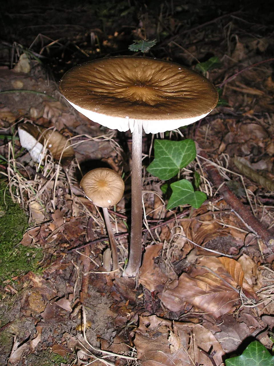 Hymenopellis gigaspora (Hymenopellis gigaspora) — photo mycologique