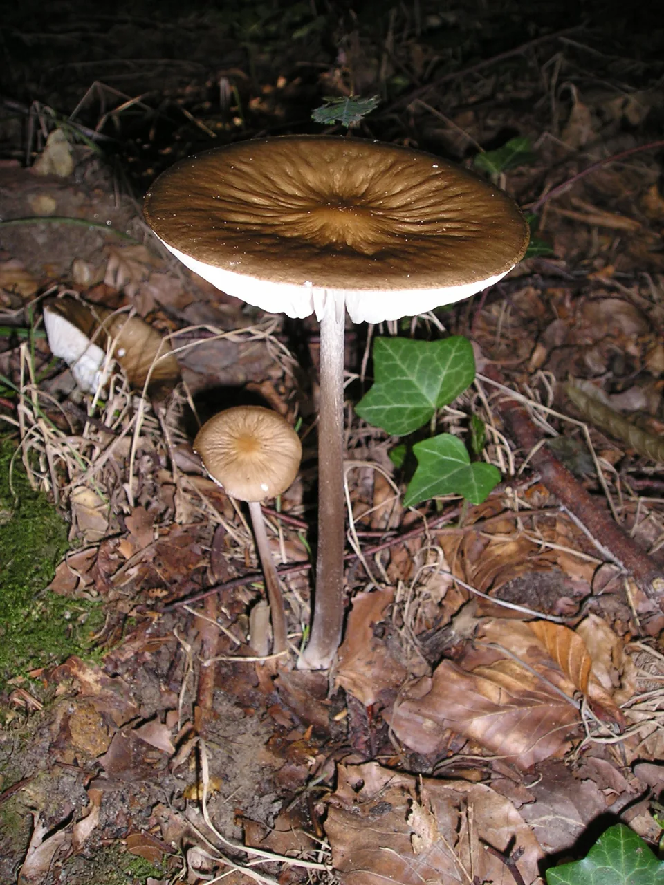 Hymenopellis japonica (Hymenopellis japonica) — photo mycologique