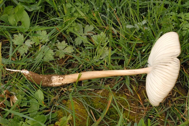 Hymenopellis radicata (Hymenopellis radicata) — photo mycologique