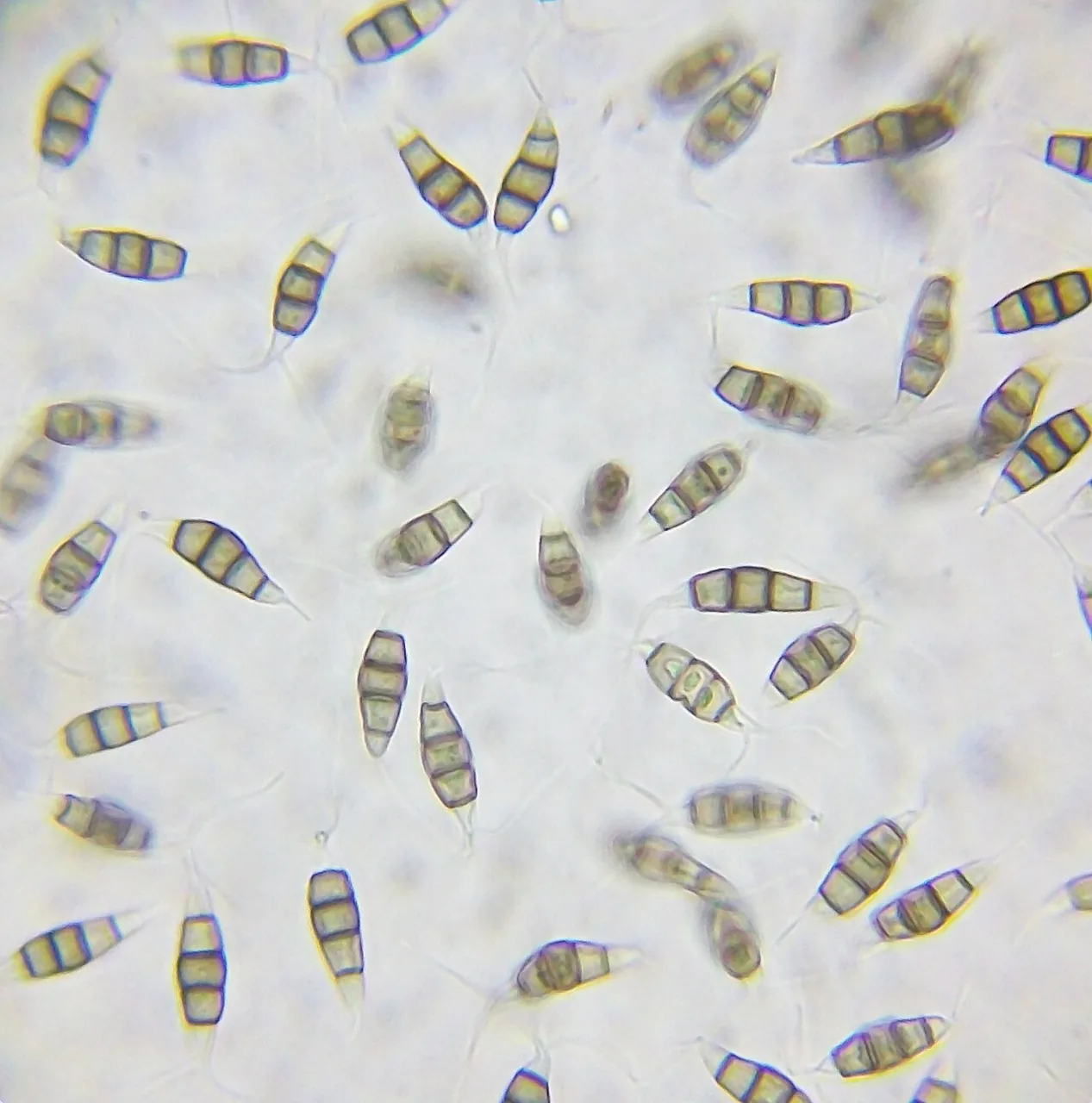 Hymenopleella hippophaicola (Hymenopleella hippophaicola) — photo mycologique
