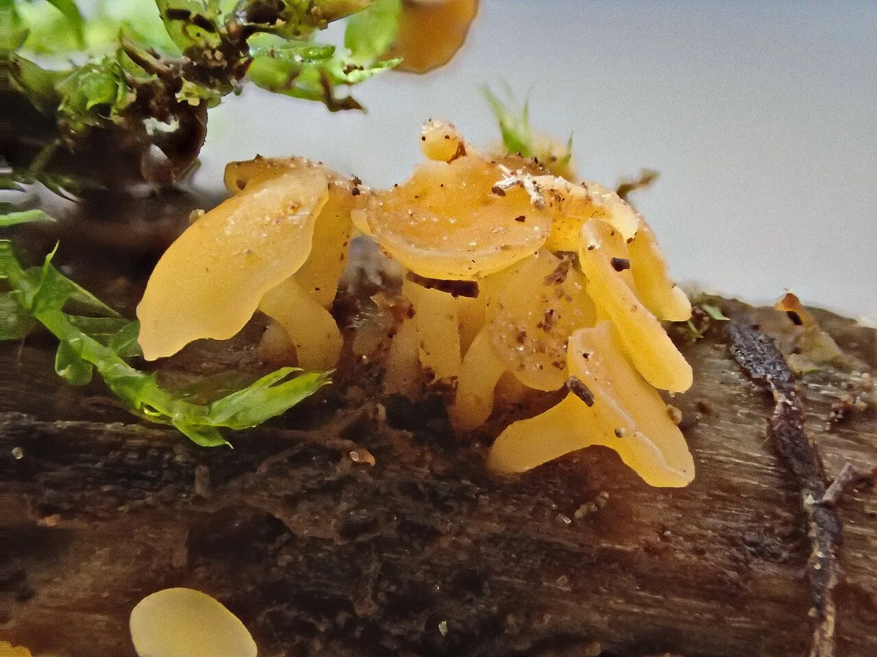 Hymenoscyphus calyculus (Hymenoscyphus calyculus) — photo mycologique