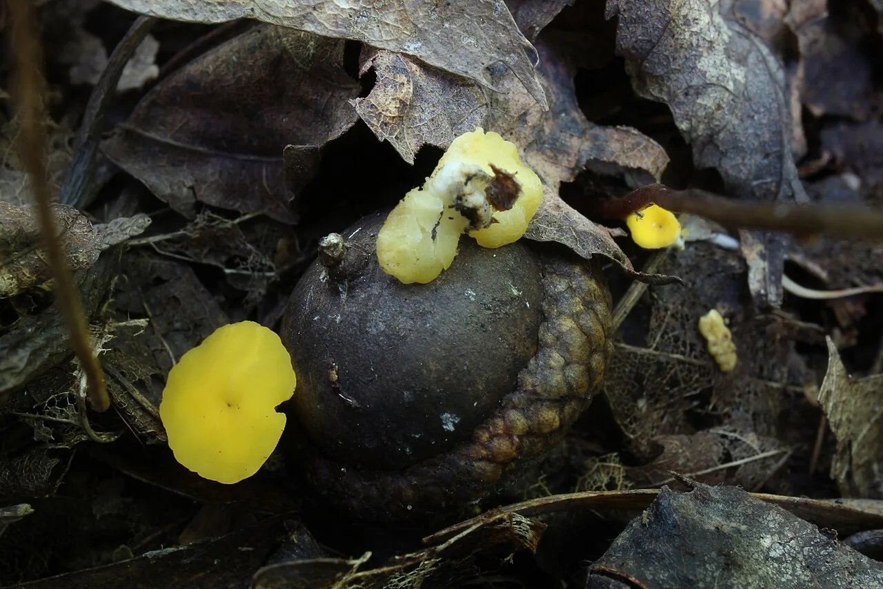 Hymenoscyphus epiphyllus (Hymenoscyphus epiphyllus) — photo mycologique