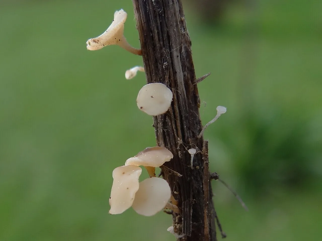 Hymenoscyphus nitidulus (Hymenoscyphus nitidulus) — photo mycologique
