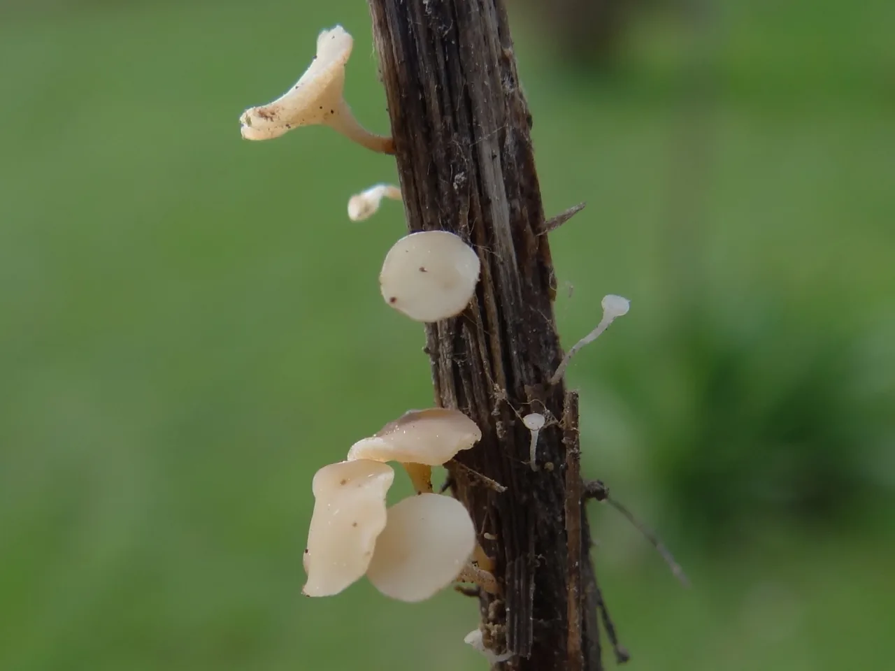 Hymenoscyphus renisporus (Hymenoscyphus renisporus) — photo mycologique