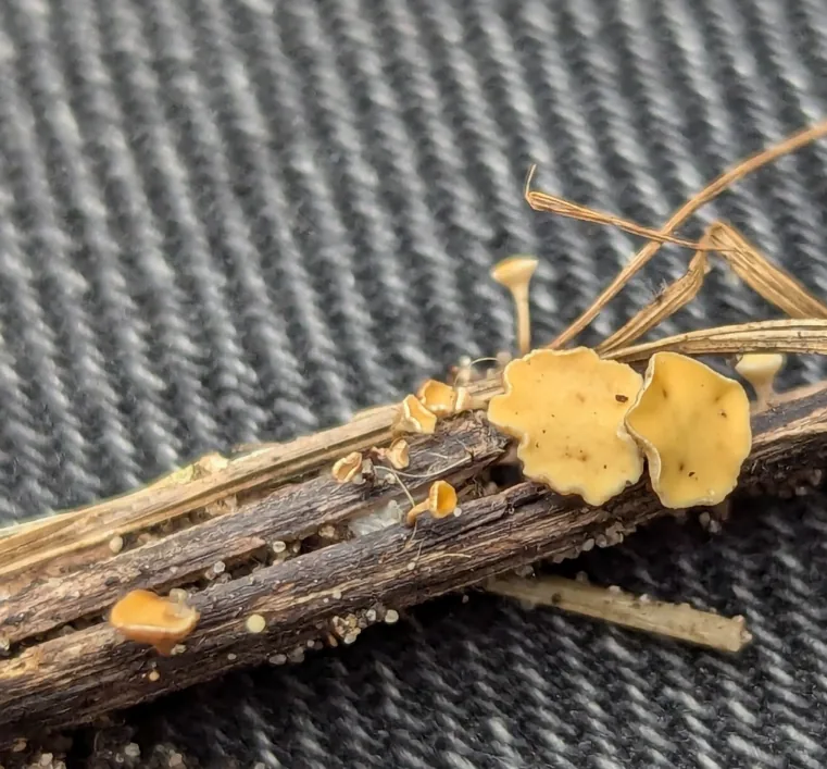 Hymenoscyphus scutula (Hymenoscyphus scutula) — photo mycologique