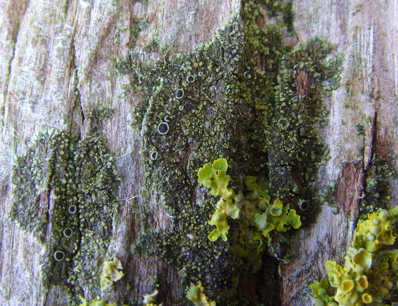 Hyperphyscia syncolla (Hyperphyscia syncolla) — photo mycologique