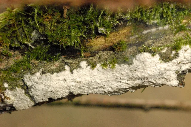 Hyphoderma leptaleum (Hyphoderma leptaleum) — photo mycologique