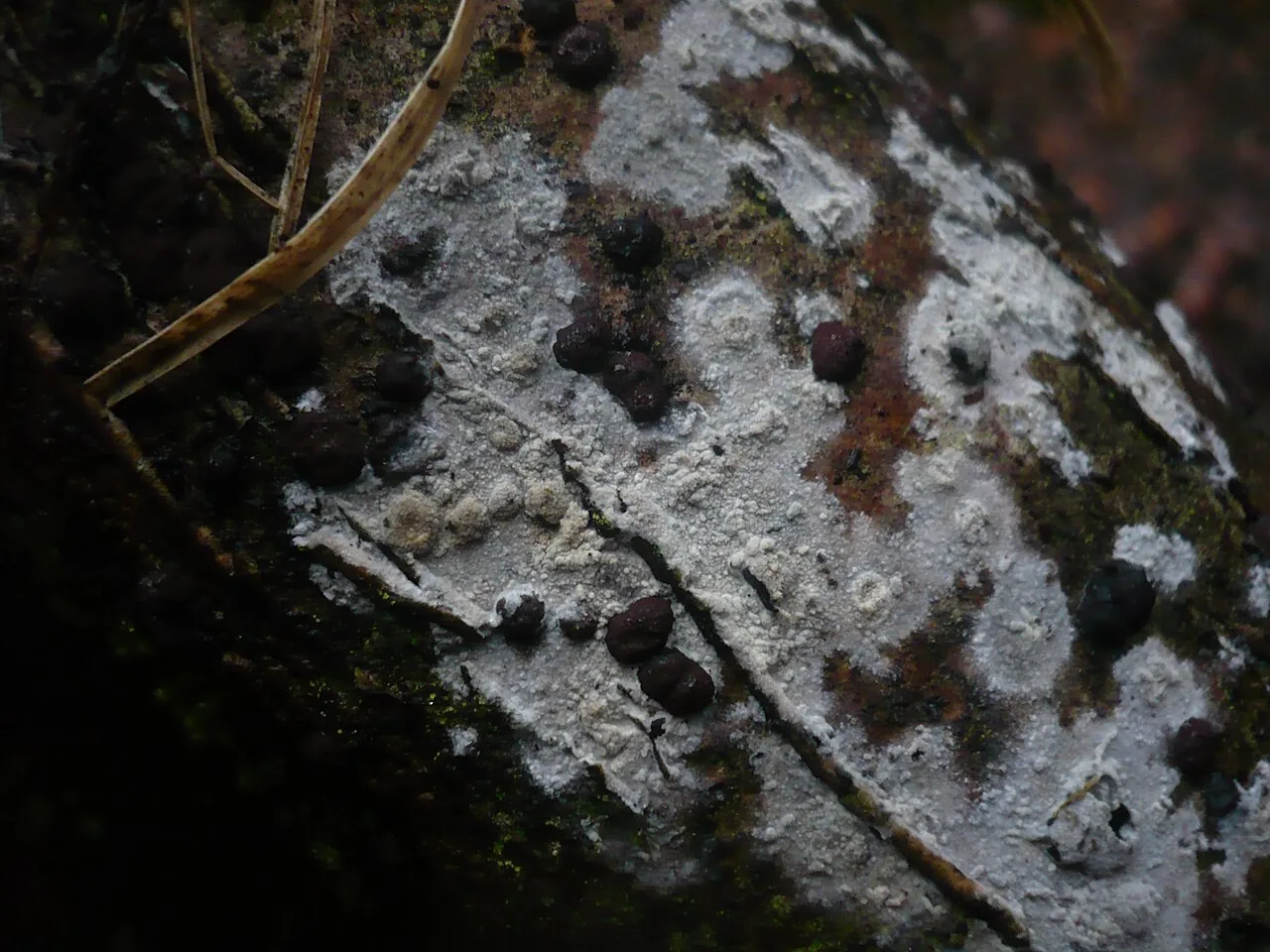 Hyphodermella brunneocontexta (Hyphodermella brunneocontexta) — photo mycologique