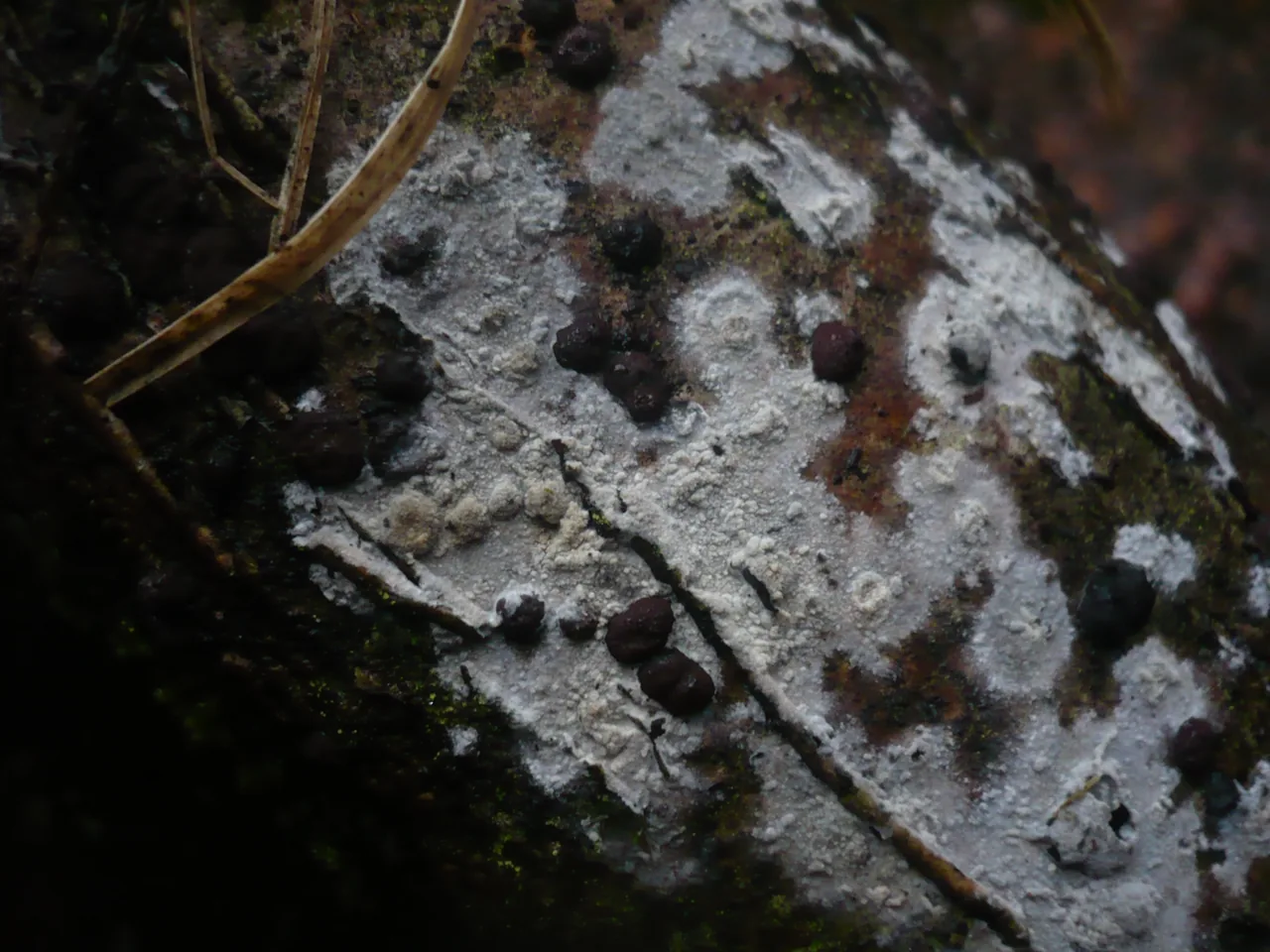 Hyphodermella rosae (Hyphodermella rosae) — photo mycologique
