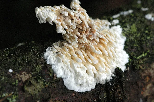 Hyphodontia alienata (Hyphodontia alienata) — photo mycologique