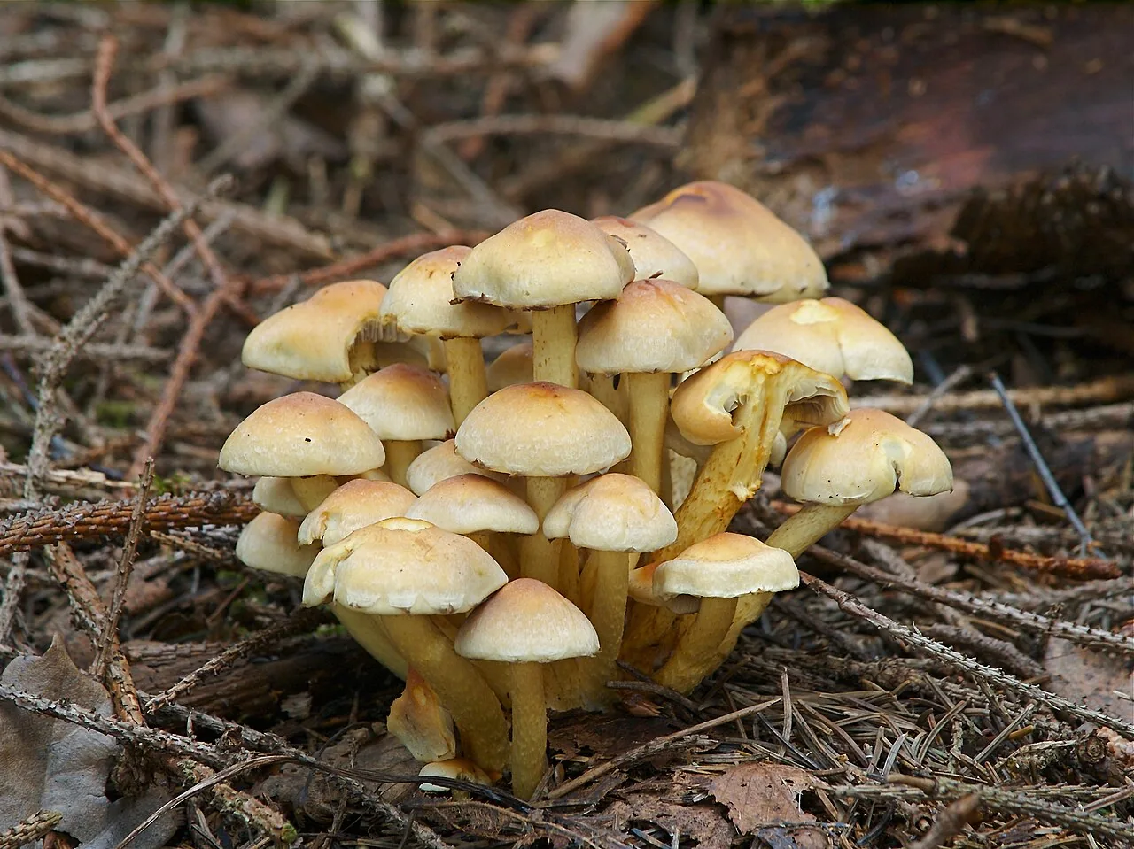 Hypholoma ambiguum (Hypholoma ambiguum) — photo mycologique