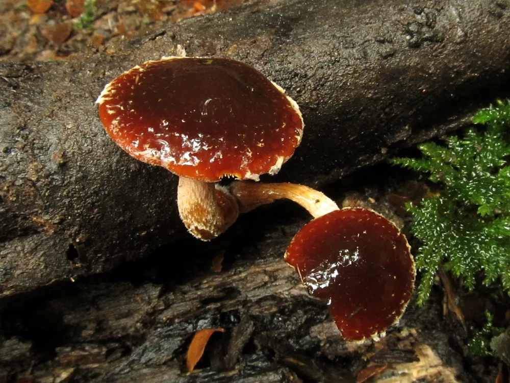 Hypholoma brunneum (Hypholoma brunneum) — photo mycologique