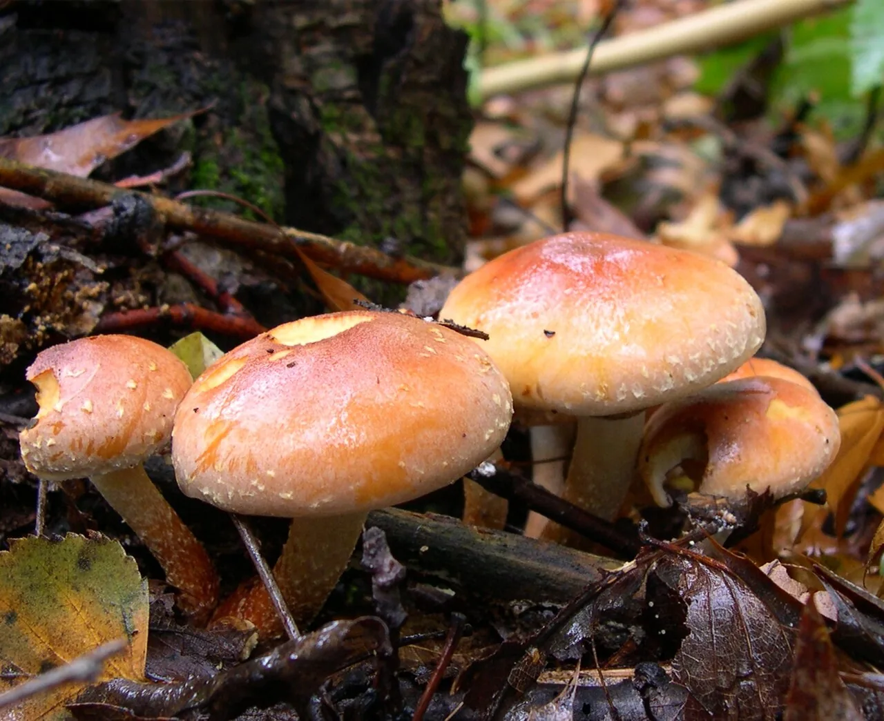 Hypholoma lateritium (Hypholoma lateritium) — photo mycologique