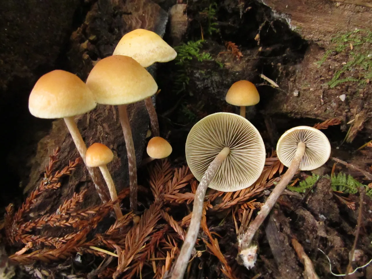 Hypholoma marginatum (Hypholoma marginatum) — photo mycologique