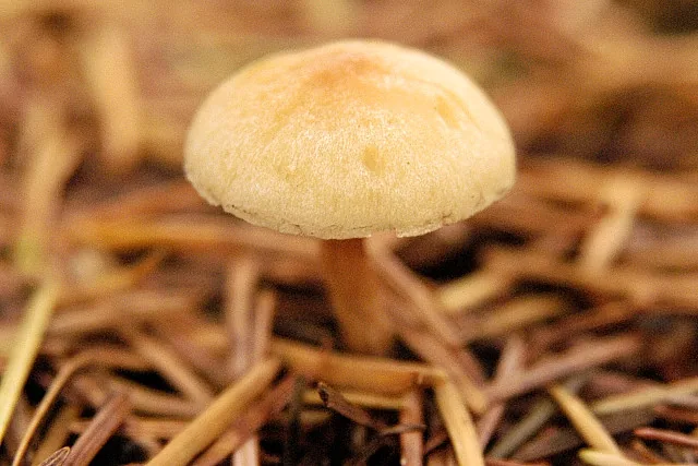 Hypholoma radicosum (Hypholoma radicosum) — photo mycologique