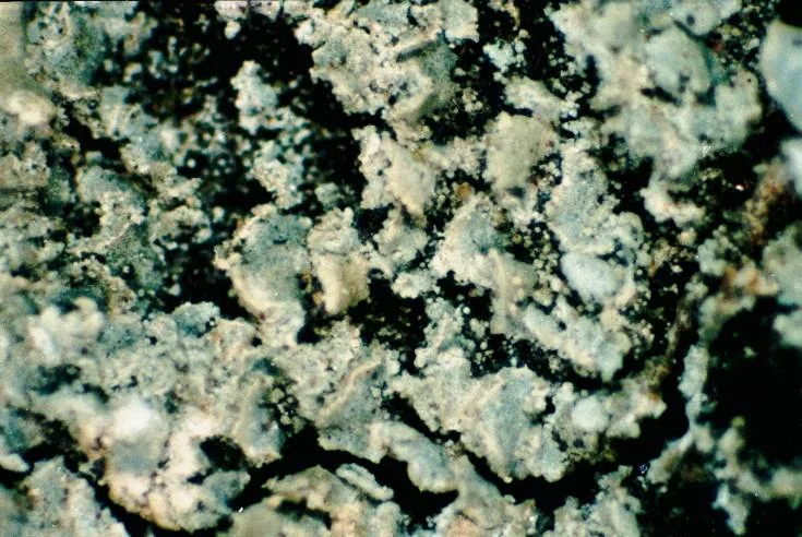 Hypocenomyce australis (Hypocenomyce australis) — photo mycologique