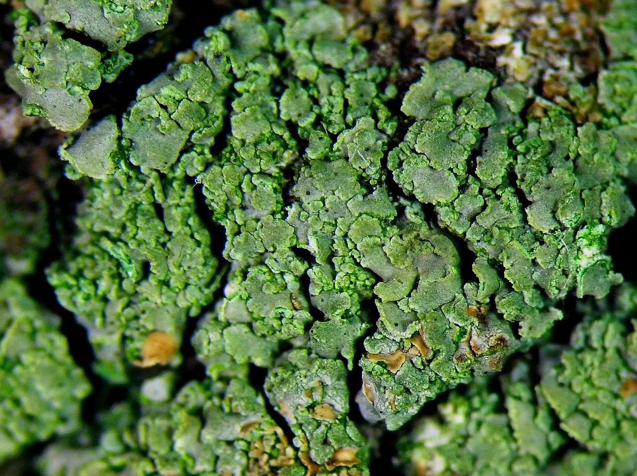 Hypocenomyce scalaris (Hypocenomyce scalaris) — photo mycologique