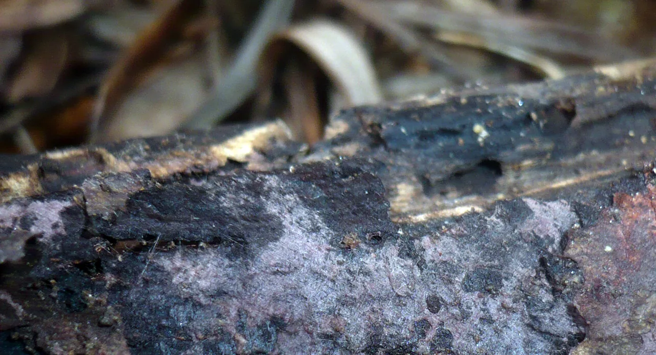 Hypochnella violacea (Hypochnella violacea) — photo mycologique
