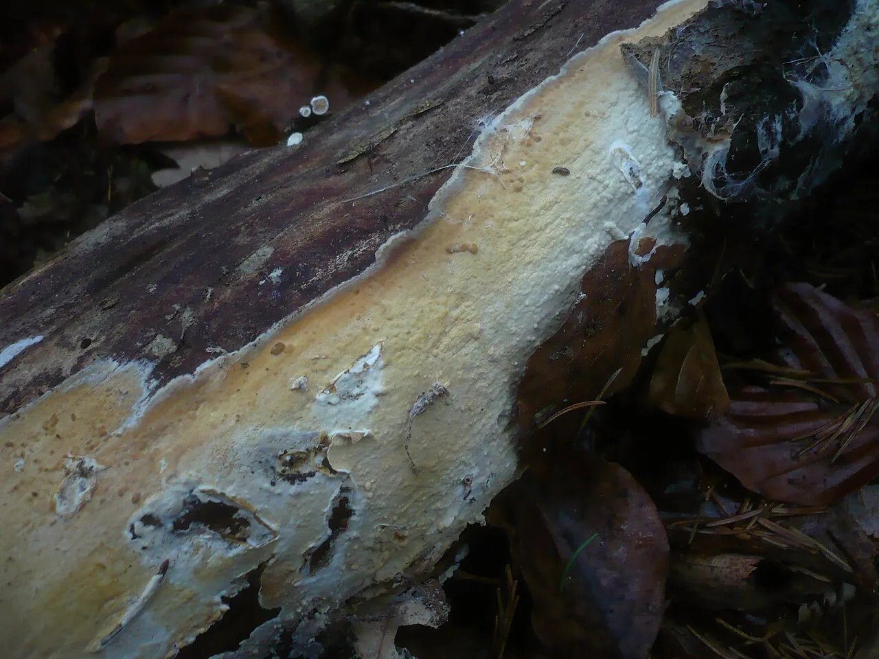 Hypochnicium odontioidescens (Hypochnicium odontioidescens) — photo mycologique