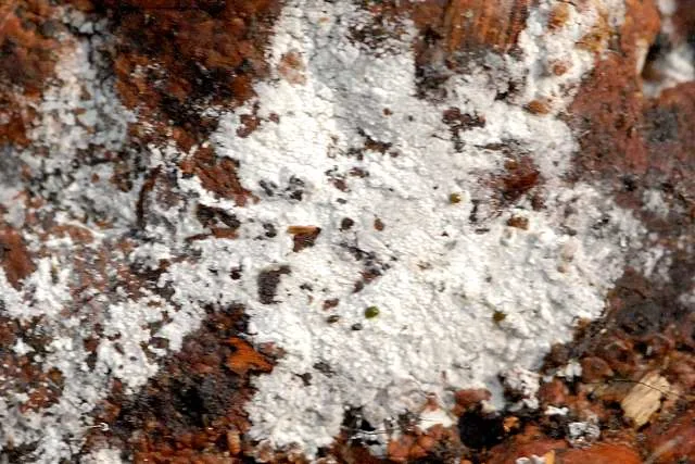 Hypochnicium sphaerosporum (Hypochnicium sphaerosporum) — photo mycologique