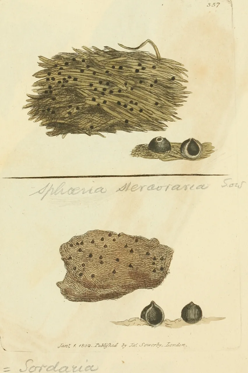 Hypocopra cataphracta (Hypocopra cataphracta) — photo mycologique