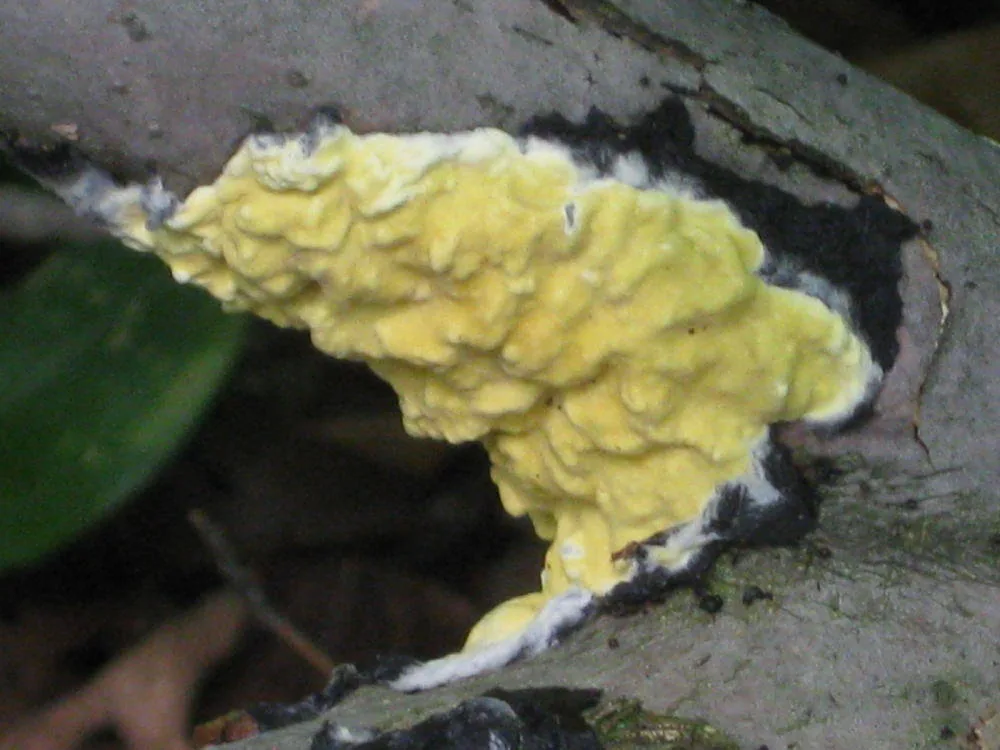 Hypocrea mesenterica (Hypocrea mesenterica) — photo mycologique