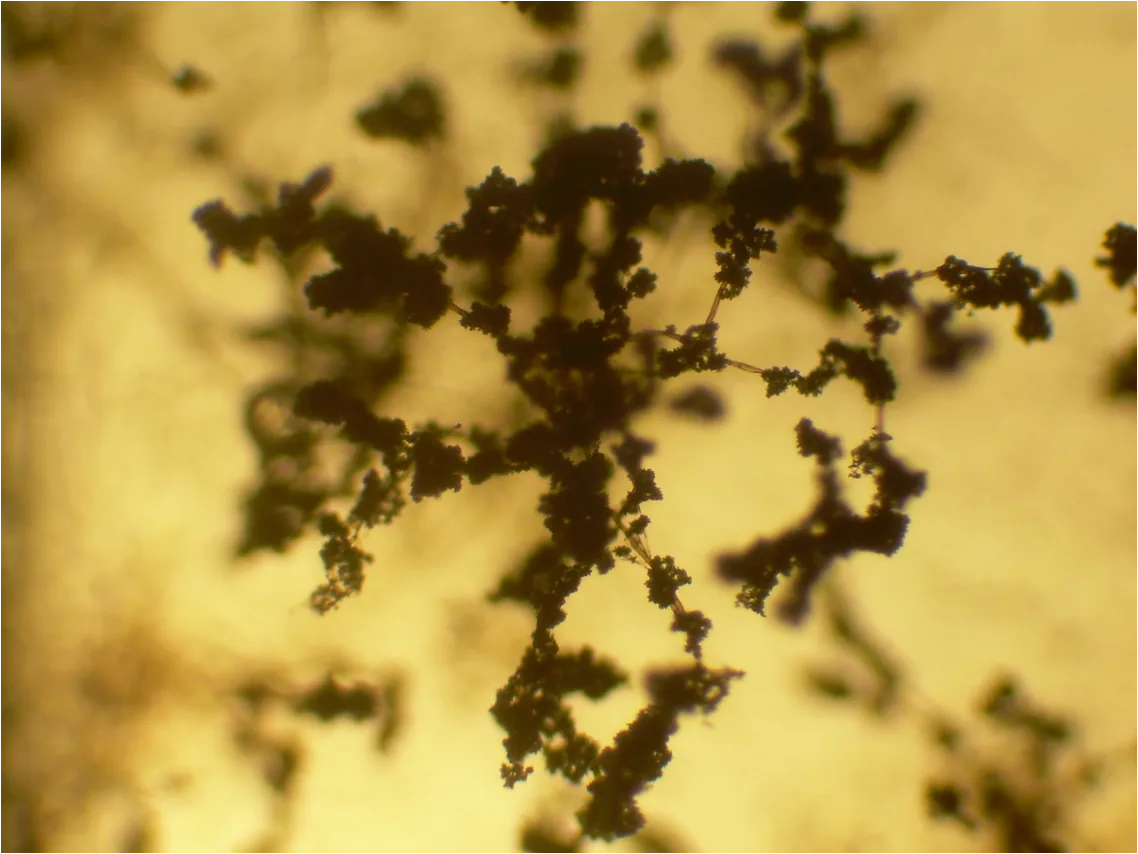 Hypocrea rufa (Hypocrea rufa) — photo mycologique