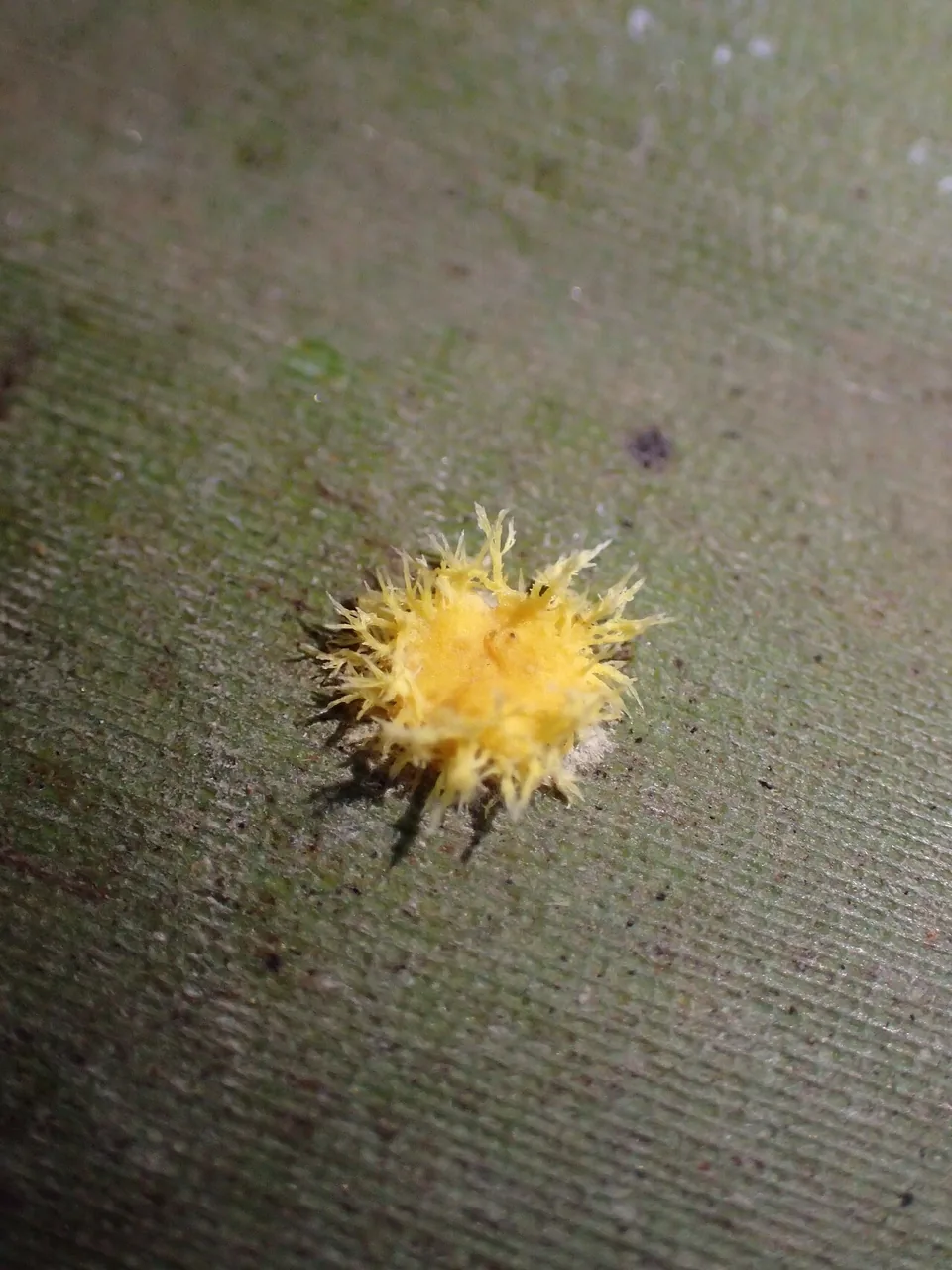 Hypocrella discoidea (Hypocrella discoidea) — photo mycologique