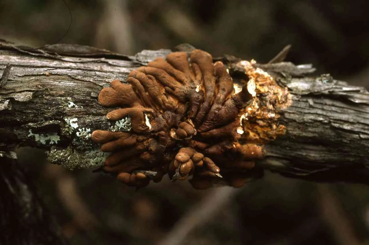 Hypocreopsis amplectens (Hypocreopsis amplectens) — photo mycologique