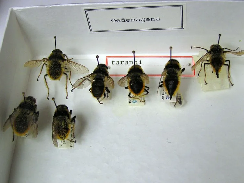 Hypoderma aliforme (Hypoderma aliforme) — photo mycologique