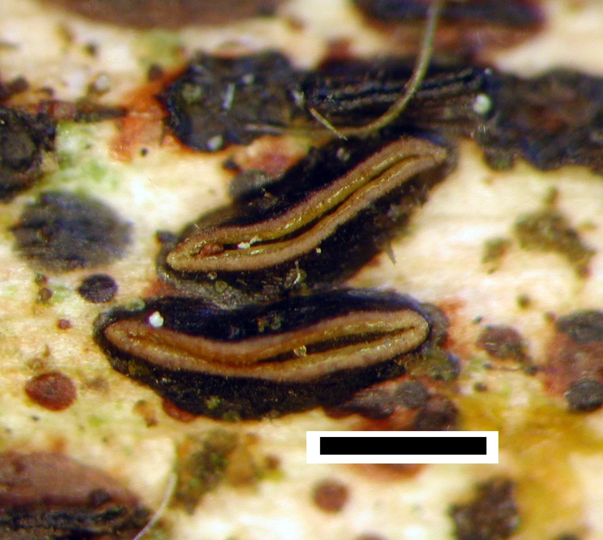 Hypoderma rubi (Hypoderma rubi) — photo mycologique