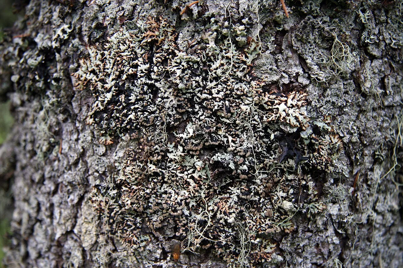 Hypogymnia bitteri (Hypogymnia bitteri) — photo mycologique