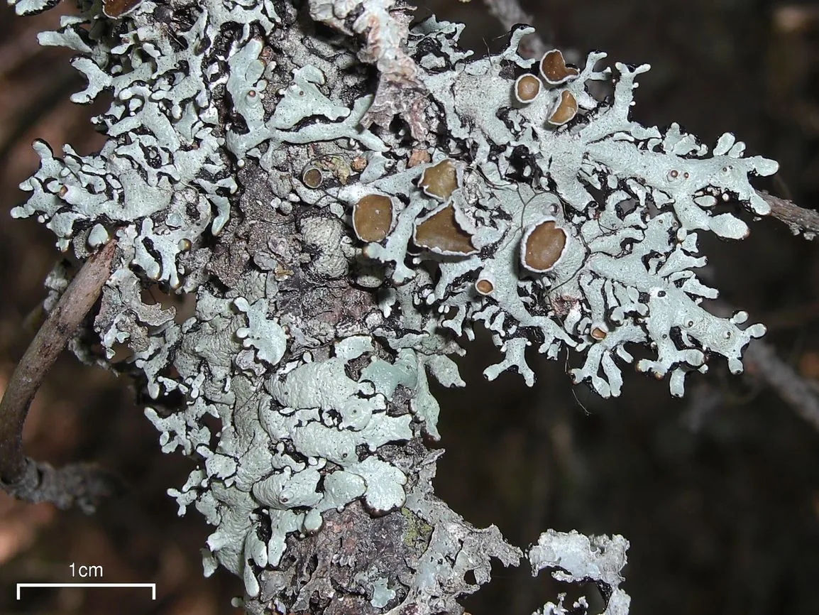 Hypogymnia occidentalis (Hypogymnia occidentalis) — photo mycologique