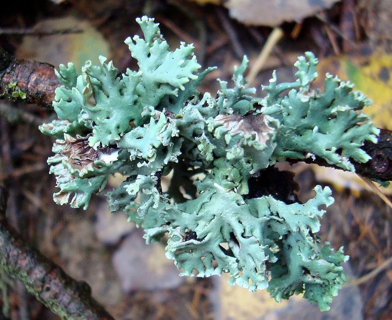 Hypogymnia physodes (Hypogymnia physodes) — photo mycologique