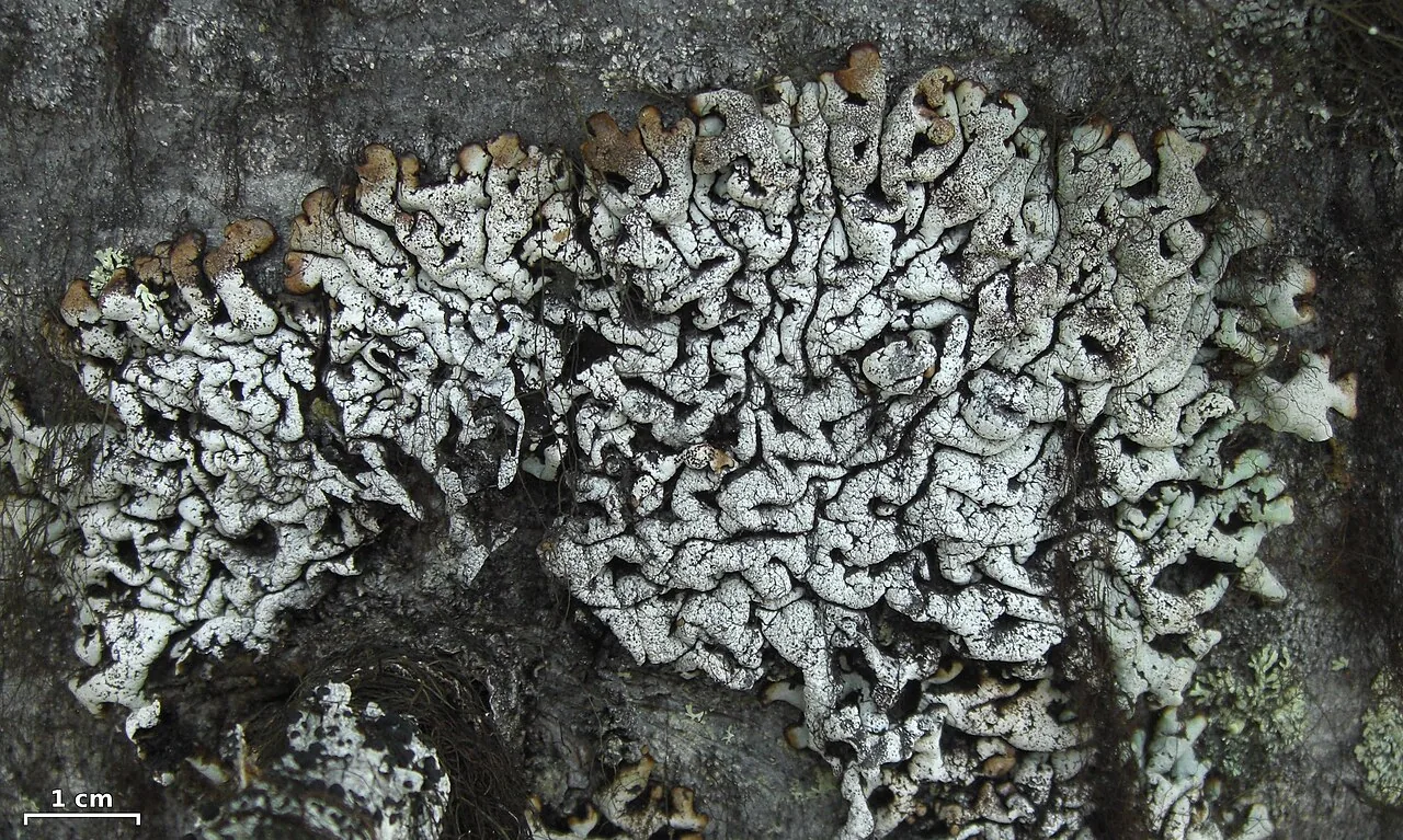Hypogymnia rugosa (Hypogymnia rugosa) — photo mycologique